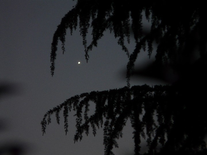 Venus am 23.05.2010